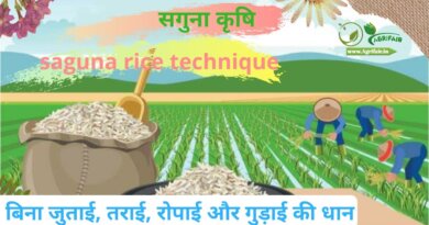 Saguna Rice Technique