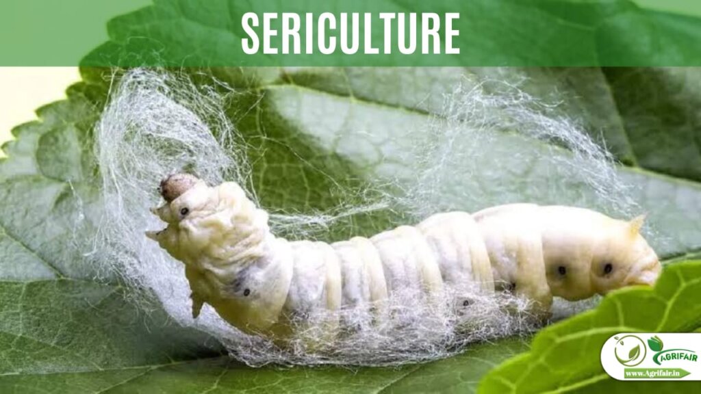 Sericulture