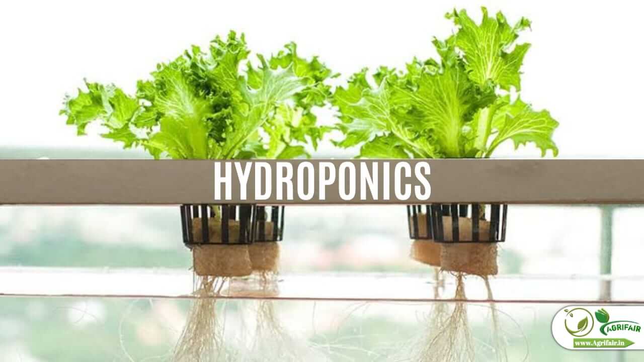 Hydroponics: The Future Of Agriculture - AgriFair