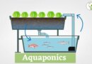 Aquaponics