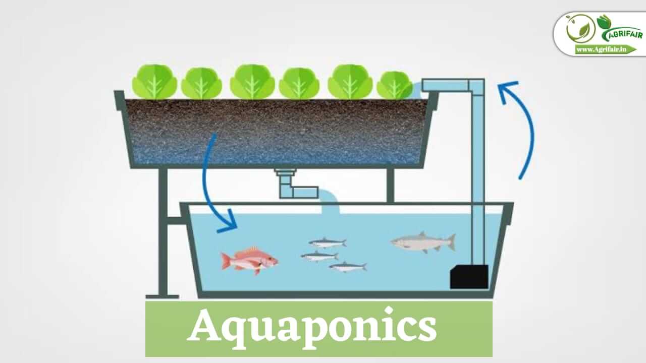 Maximizing Food Production With Aquaponics: A Sustainable Solution ...